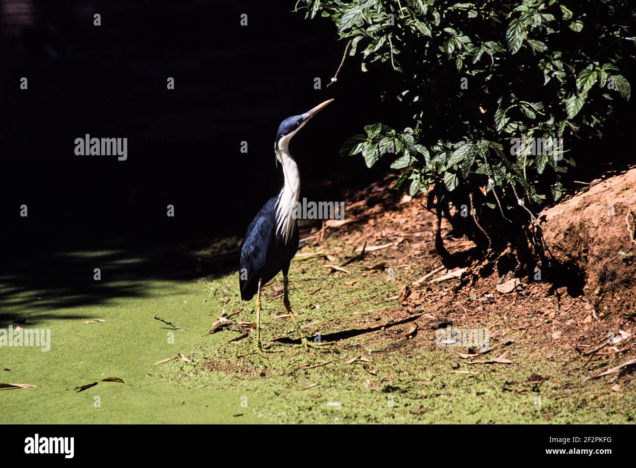 Il Ped Heron si trova sulle coste settentrionali dell'Australia e sulle coste meridionali della Nuova Guinea. Mangiano rane, pesci, granchi e altri piccoli ani acquatici Foto Stock