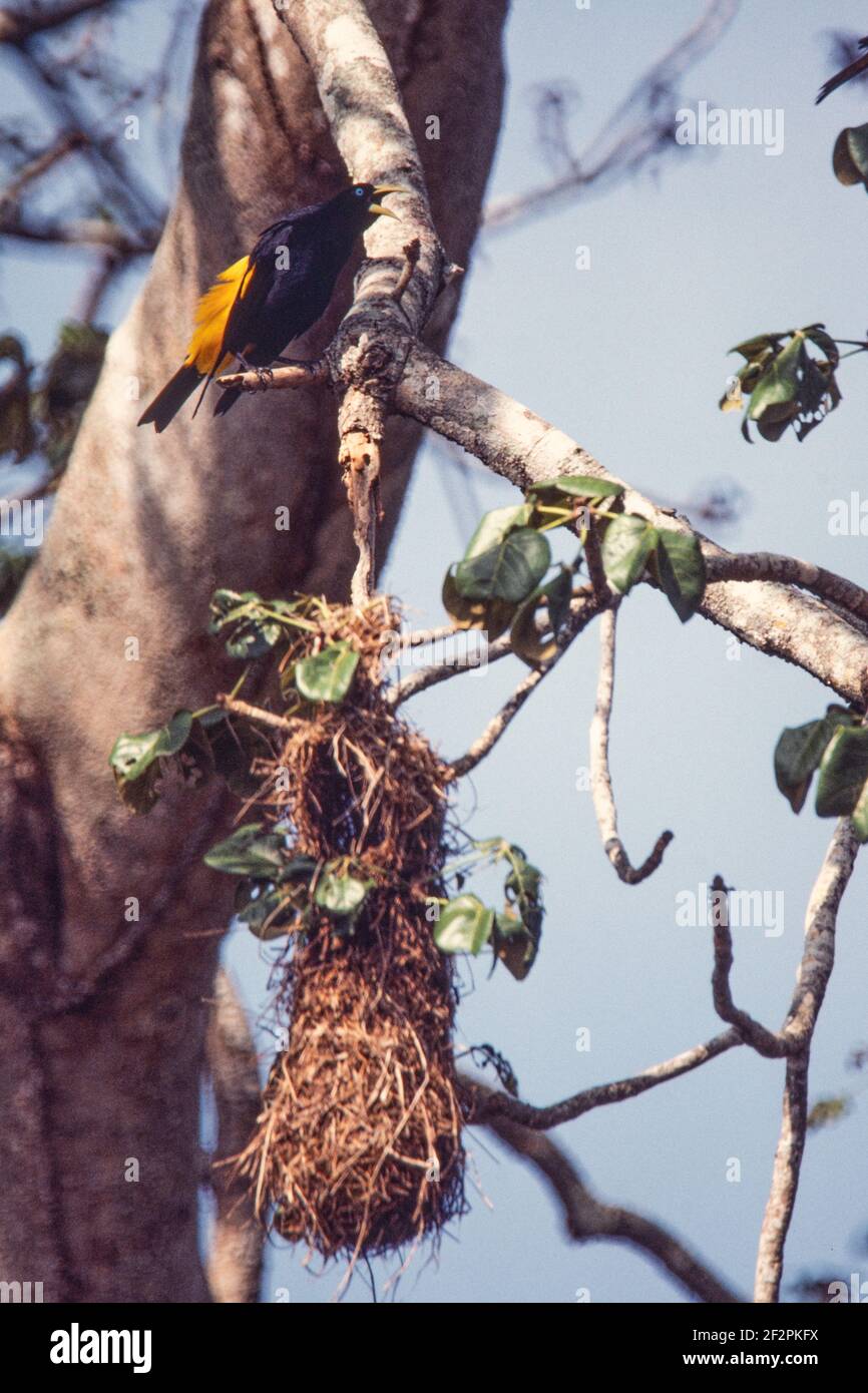 Una Cacique dal rombo giallo, Cacicus cea, che chiama dal suo nido d'impiccagione intessuto in un albero nella foresta pluviale di Panama. Foto Stock