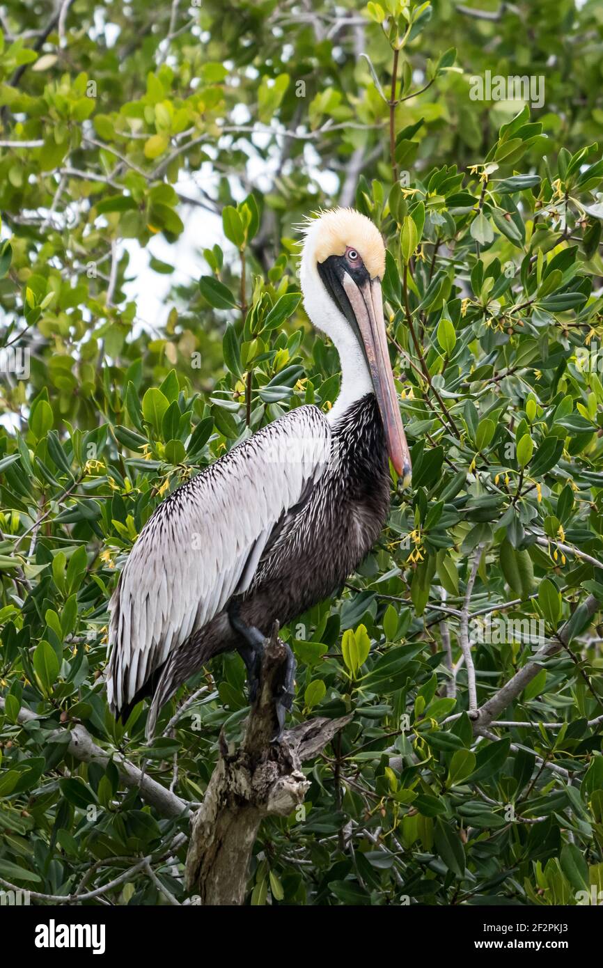 Pellicano bruno, Pecanus occidentalis, arroccato in un albero di mangrovie nella Riserva della Biosfera di Ria Lagartos, una Riserva della Biosfera Mondiale dell'UNESCO nello Yucatan Foto Stock