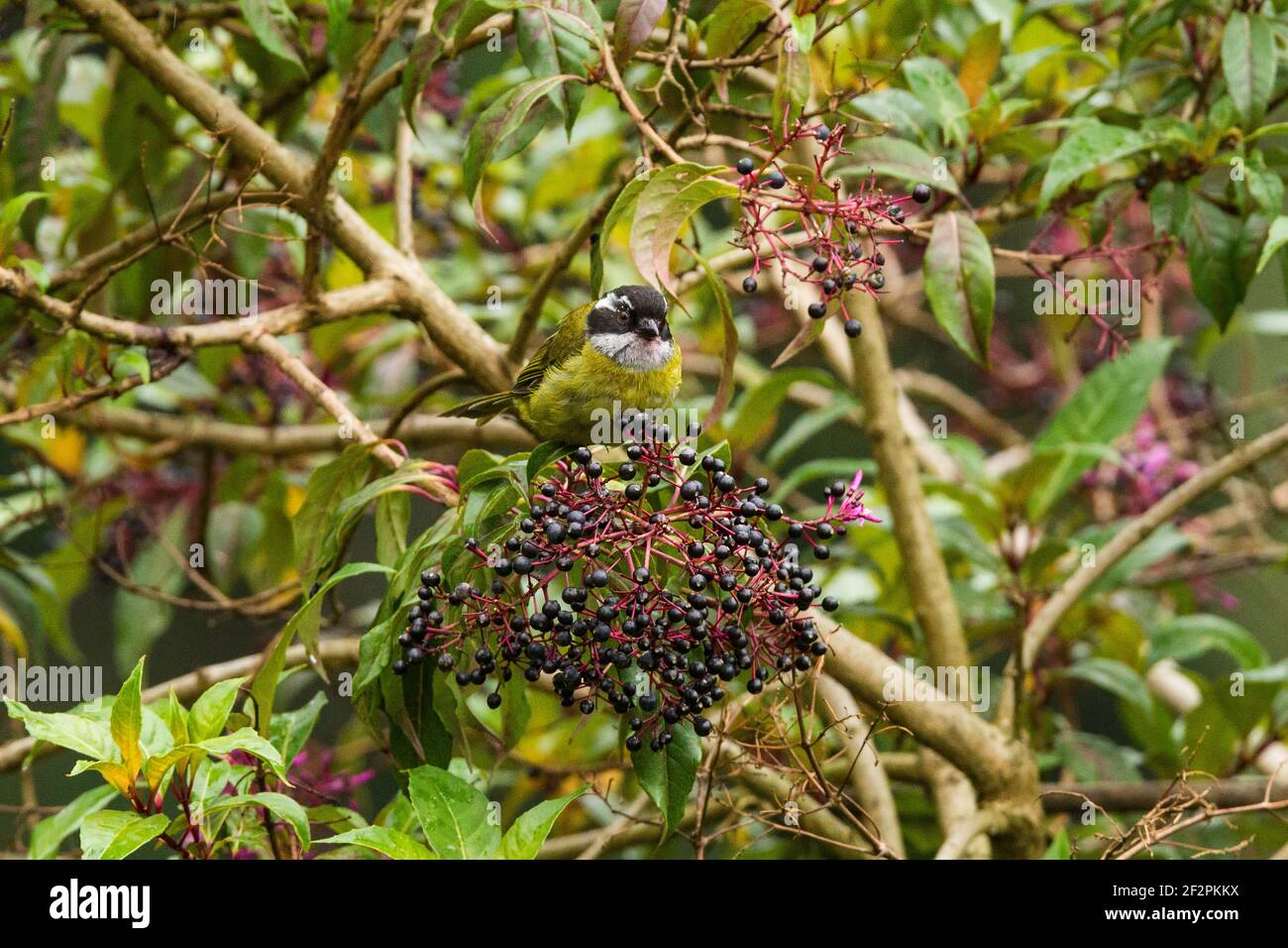 Un Tanager Bush con tappo a soia, Chlorospingus pileatus, che si nuota sulle bacche di fuschia nella foresta ad alta nuvola del Costa Rica. Foto Stock