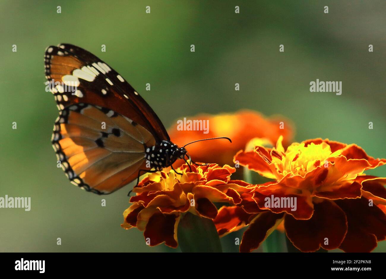 una farfalla tigre femmina o regina africana o monarca africano (danaus chrysippus) sta succhiando nettare da fiori, giardino delle farfalle nel bengala occidentale Foto Stock