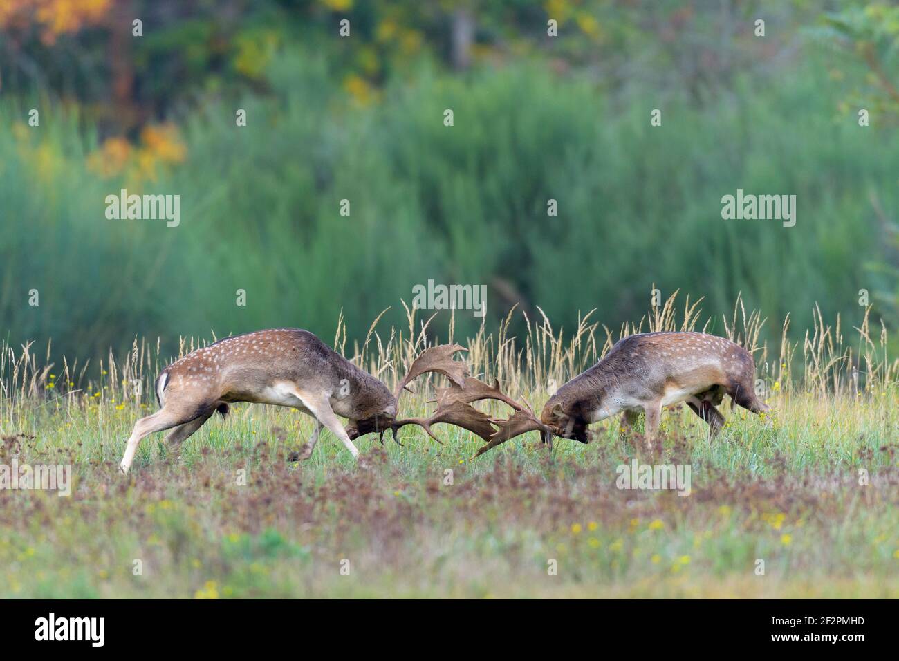 Combattendo daino cervo sulla ruca, ottobre, Assia, Germania Foto Stock