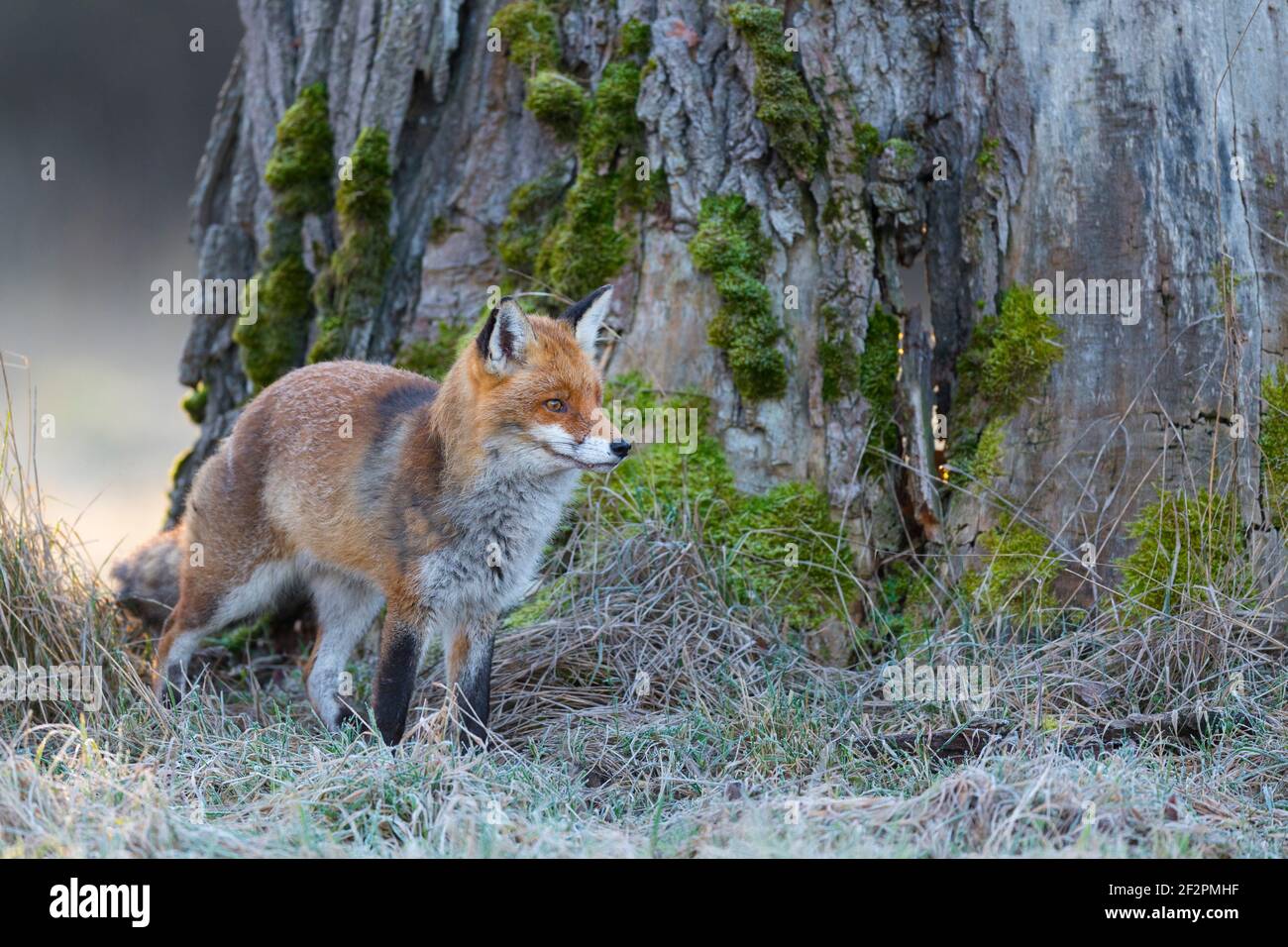 Fox di fronte ad un vecchio albero, gennaio, Assia, Germania Foto Stock