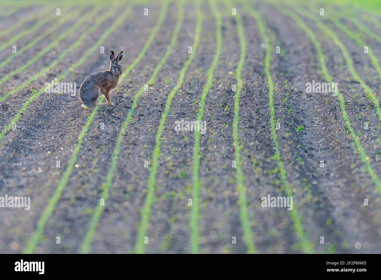 Lepre marrone in un campo in aprile, Hessen, Germania Foto Stock