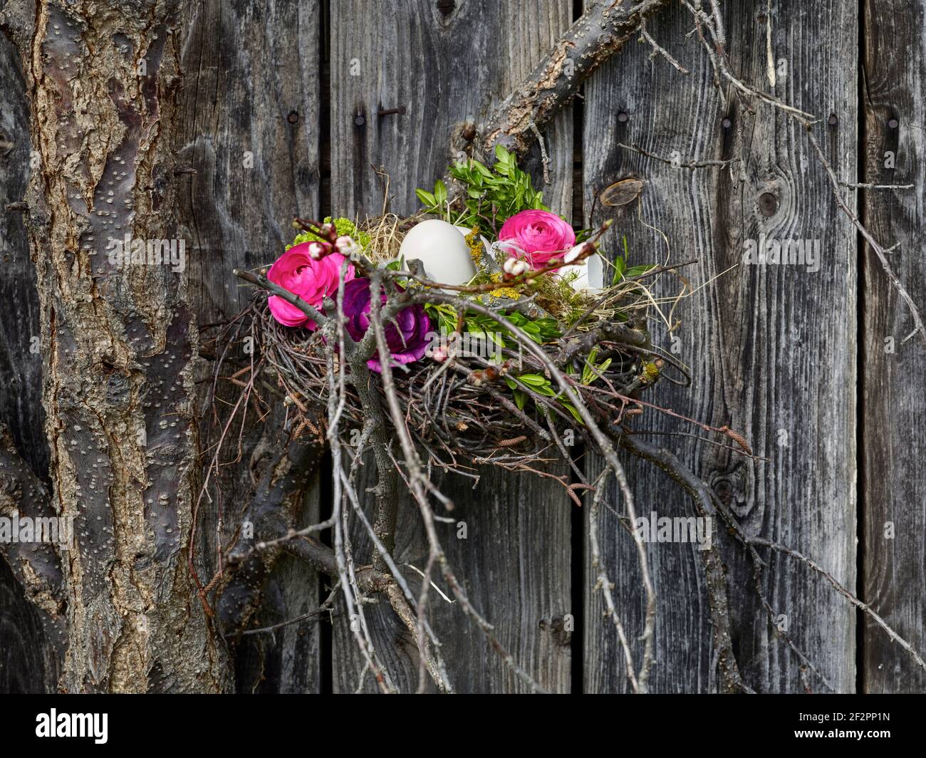 Cestino di Pasqua con uovo di Pasqua e ranunculus nel trellis frutta di fronte al muro di fienile Foto Stock