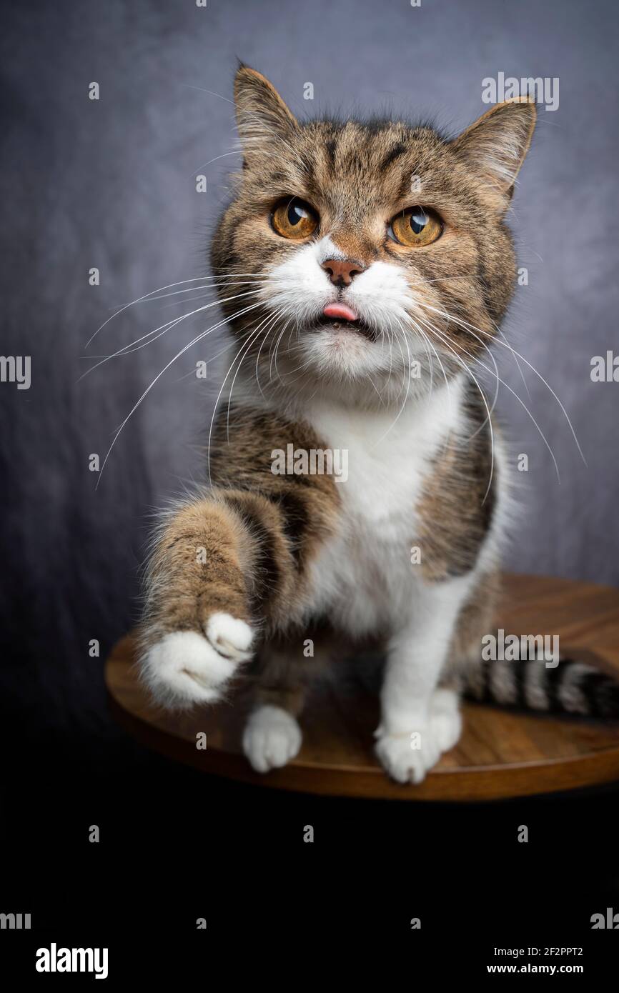 tabby gatto shorthair britannico bianco che solleva zampa che raggiunge per trattare Foto Stock