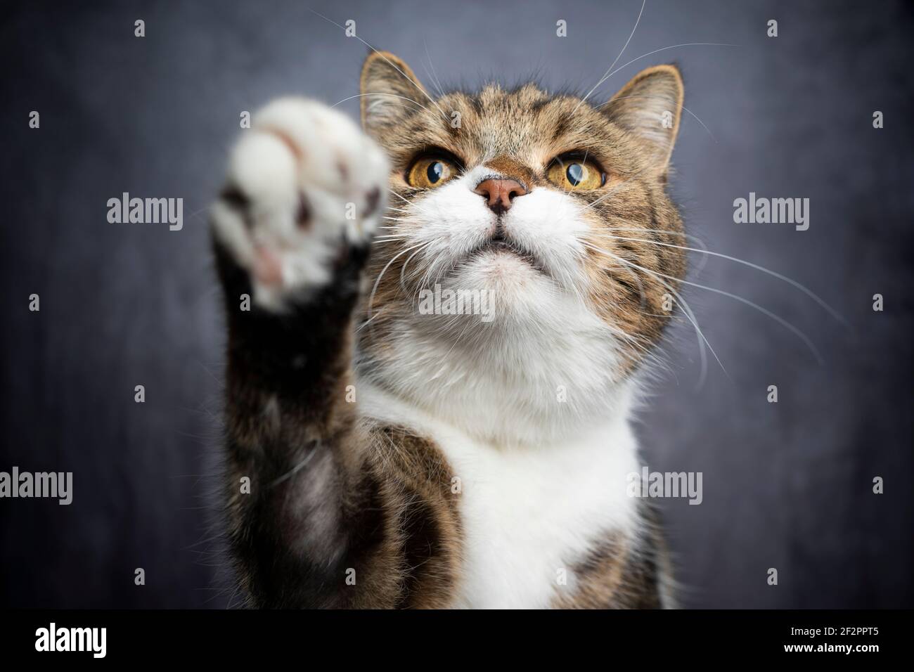 avido gatto affamato alzando zampa raggiungere per il cibo Foto Stock