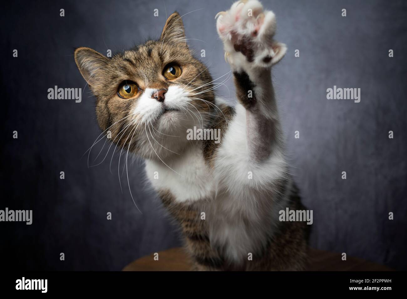 curioso tabby bianco britannico shorthair gatto alzando zampa raggiungere per snack Foto Stock