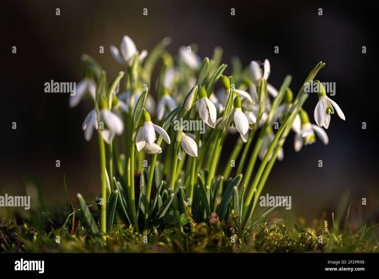Nevicate in condizioni di scarsa illuminazione Foto Stock