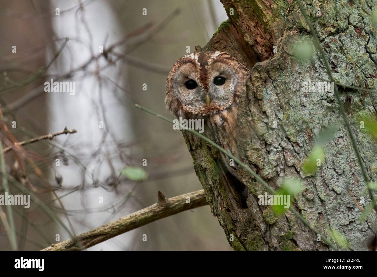 Gufo, gufo, Strix aluco Foto Stock