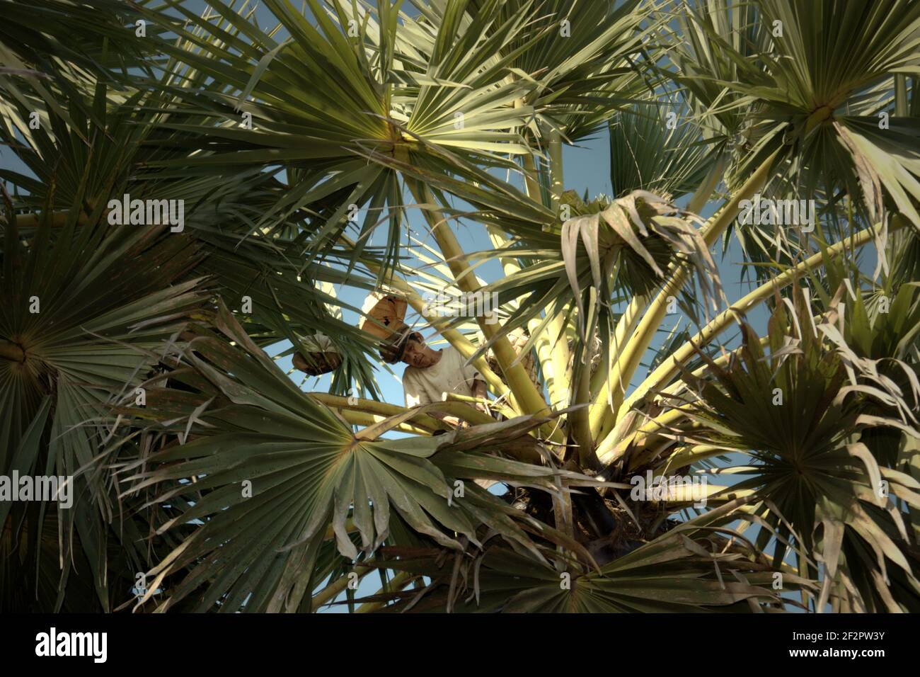 Andreas Mooy prendendo il linfa dell'albero della palma di lontar che successivamente sarebbe stato lavorato come zucchero della palma nel villaggio di Oehandi, l'isola di Rote, Indonesia. Foto Stock