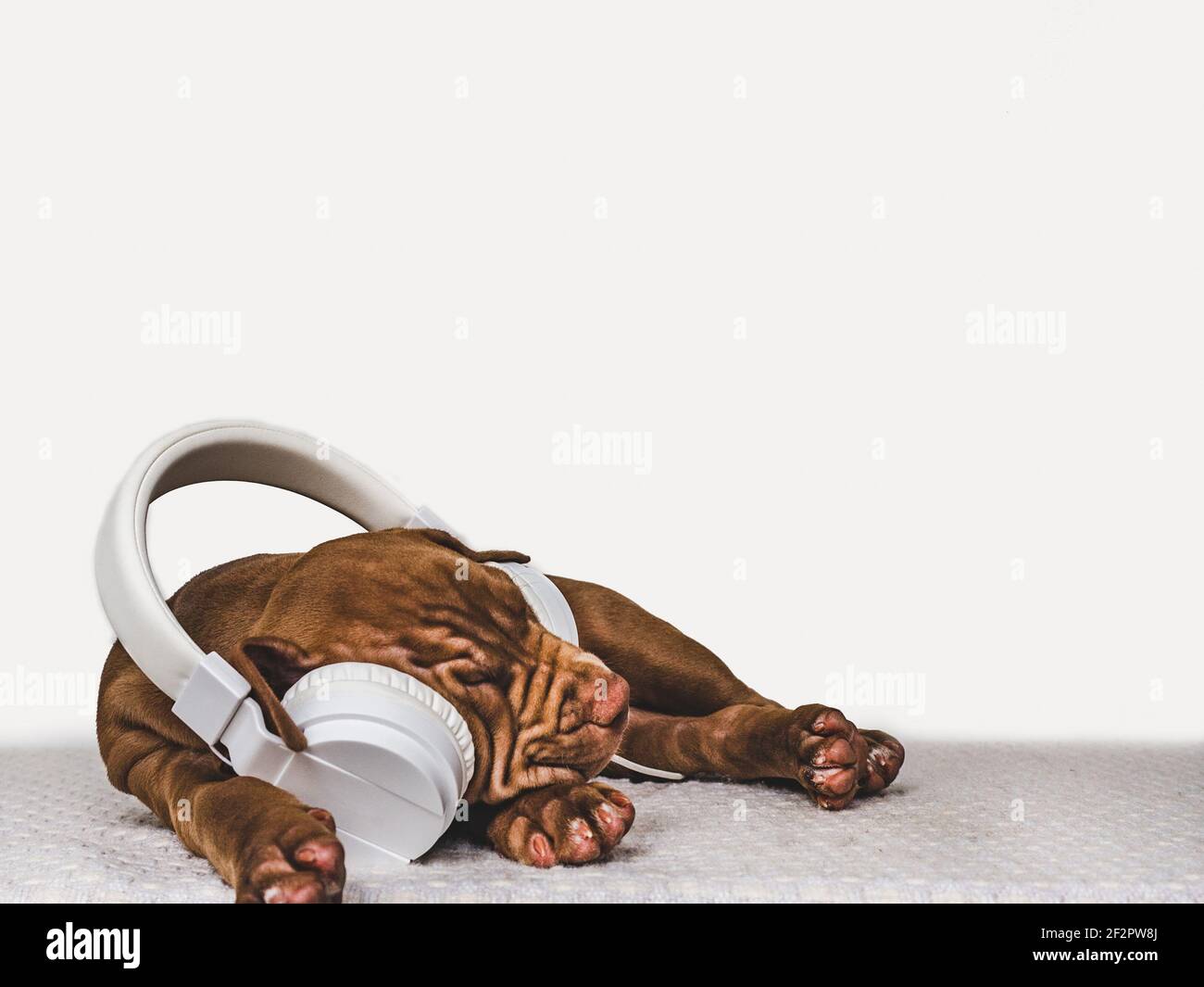 Affascinante cucciolo di colore marrone. Primo piano, interno. Foto studio. Concetto di cura, educazione, formazione obbedienza, allevare animali domestici Foto Stock