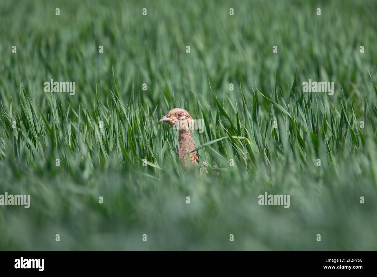 Fagiano a collo d'anello (Phasianus colchicus) - testa solo di un fagiano femmina a collo di anello dentro un campo di grano Foto Stock