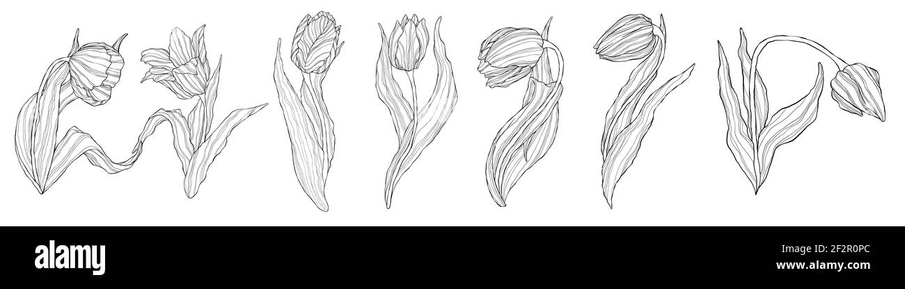 Set di tulipani line art. Collezione di rami di tulipani disegnati a mano. Fiori vettoriali e boccioli isolati su sfondo bianco. Fiore selvatico primaverile con l Illustrazione Vettoriale