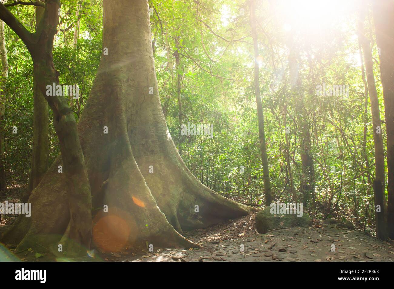 Il fascio di sole splende attraverso una foresta tropicale sul grande albero di Tetramele, raggi di sole luminosi e fantasy con luce chiara. Messa a fuoco morbida. Foto Stock