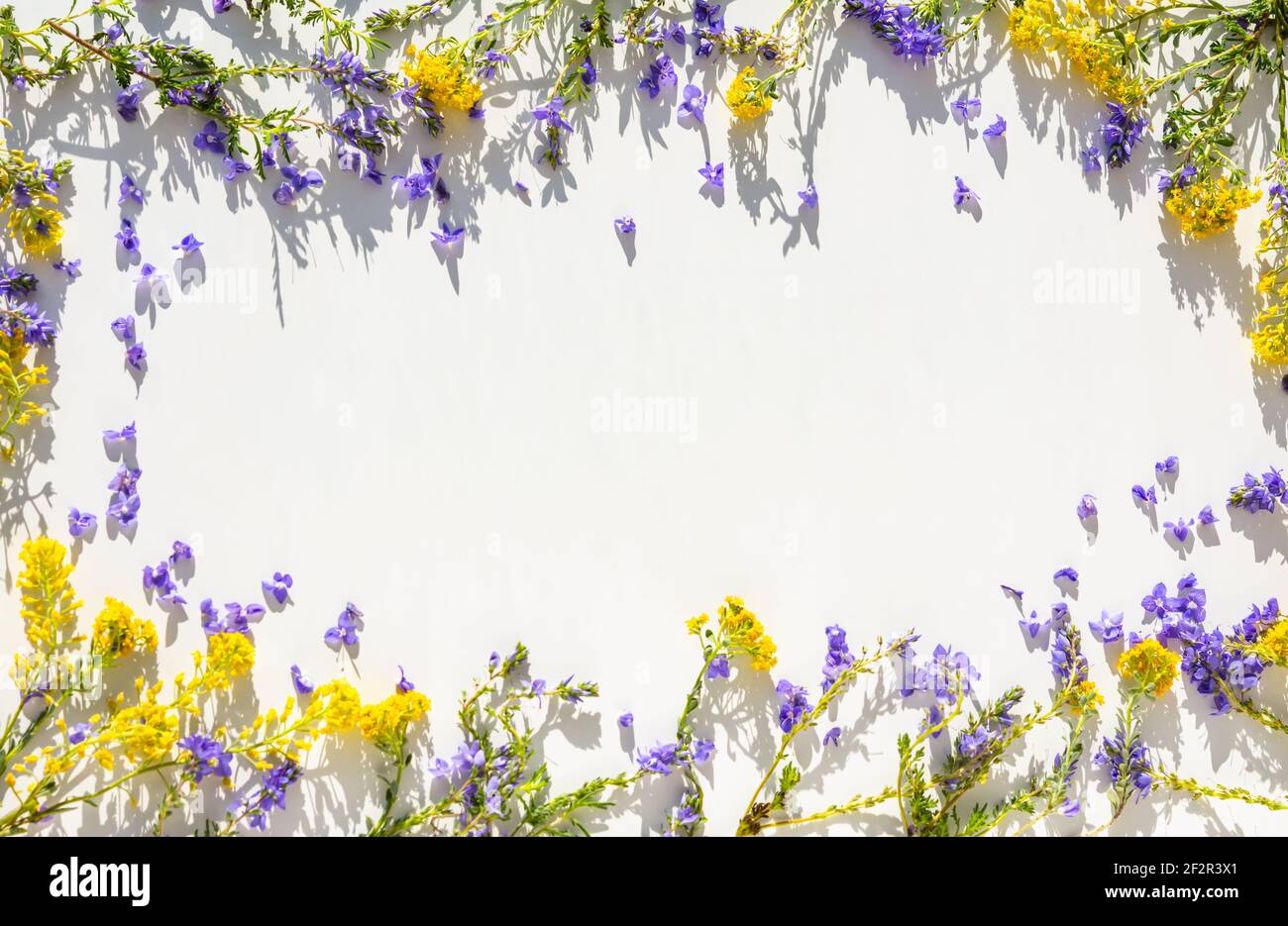 Composizione primaverile di fiori gialli e viola su sfondo bianco in luce solare intensa. Layout creativo piatto di fiori selvatici sul tema delle donne Foto Stock