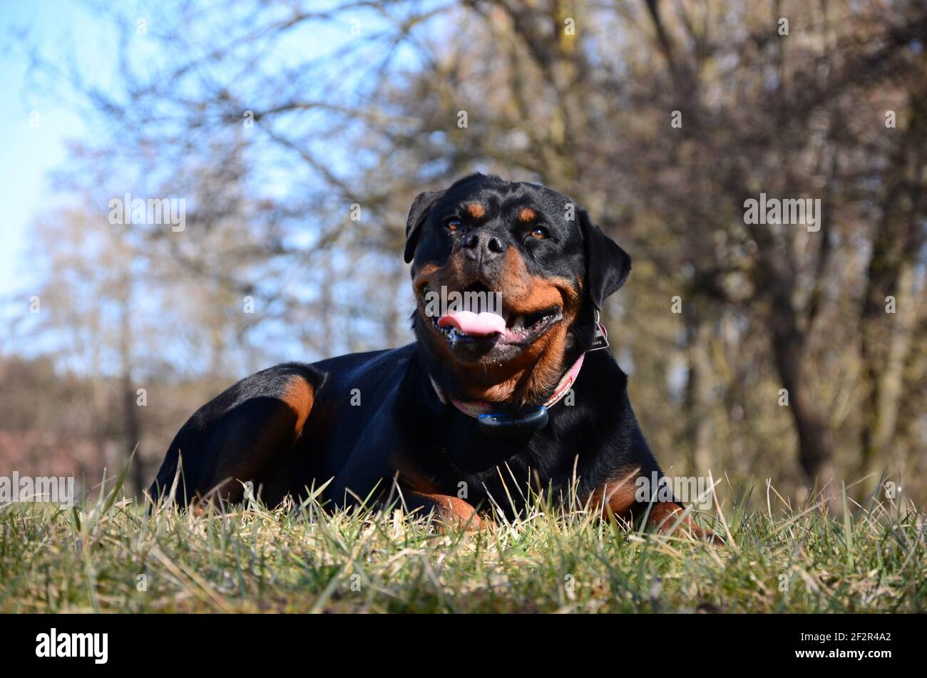 Un adorabile Rottweiler che giace sull'erba verde in un parcheggio Foto Stock