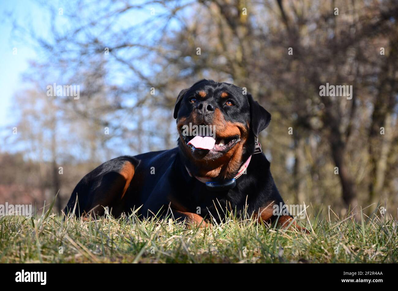 Un adorabile Rottweiler che giace sull'erba verde in un parcheggio Foto Stock