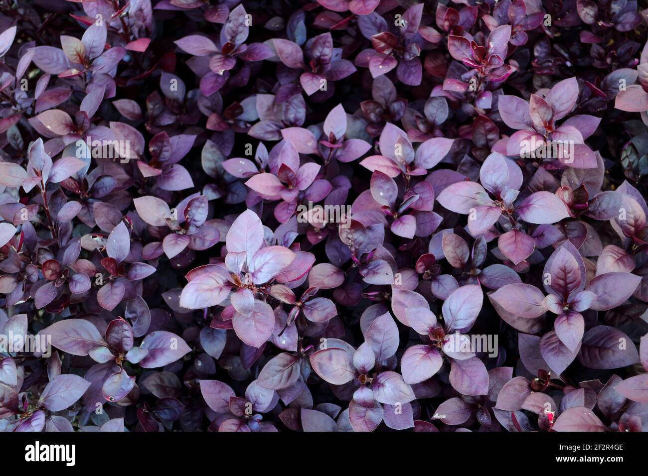 Primo piano di porpora foglia di rubino alterna dentata fioritura in un giardino sotto la luce del sole in Brisbane Australia Foto Stock