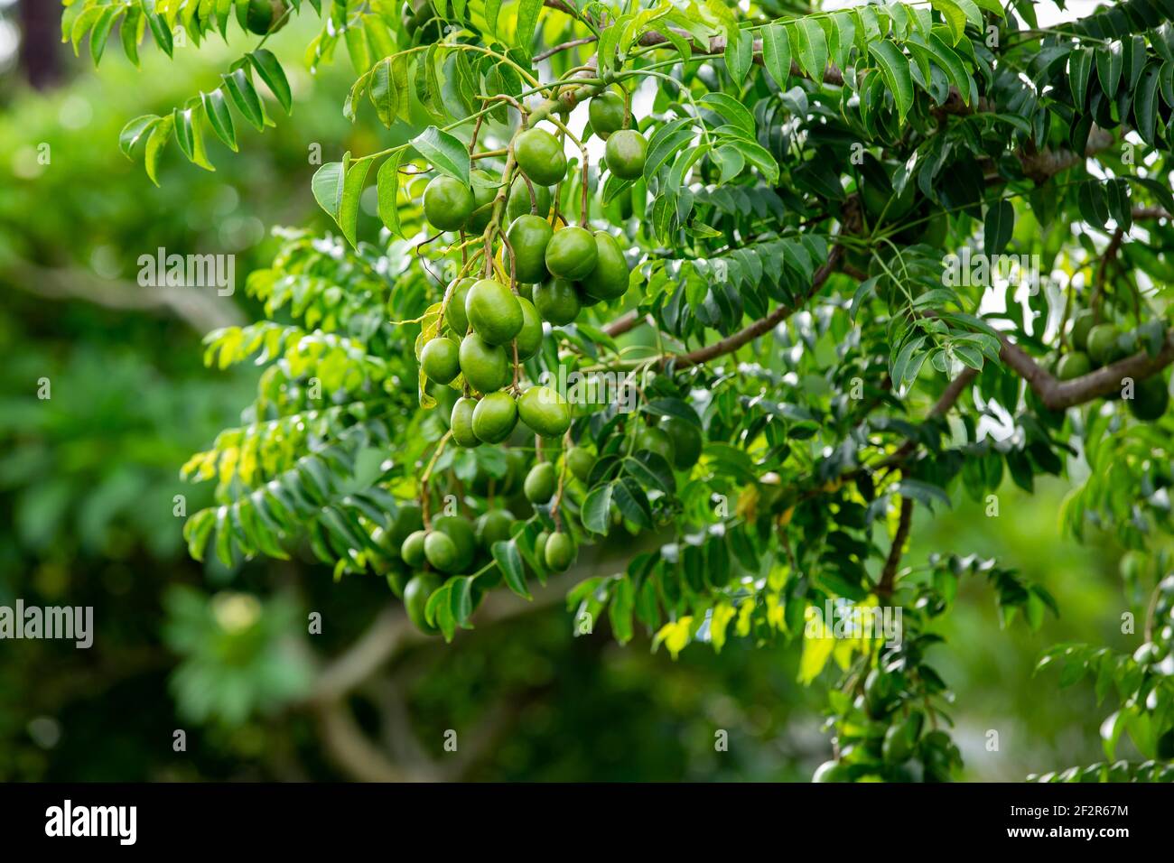 Mazzo di prugne di porco crudo (spugnia mombin) su albero. Foto Stock