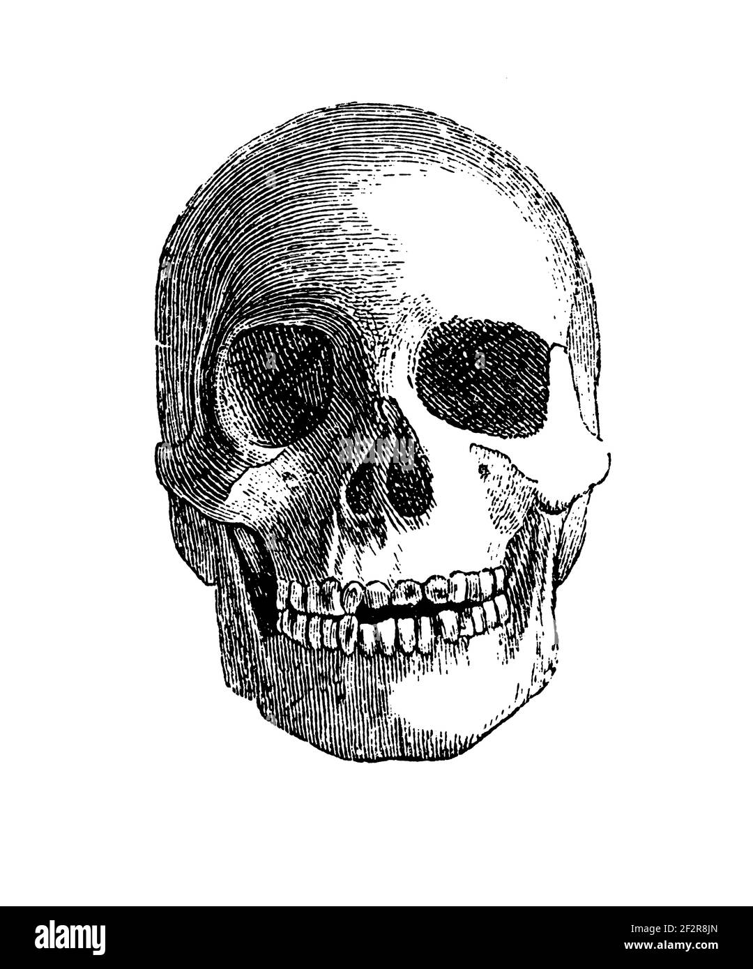 Illustrazione del XIX secolo dei teschi egiziani. Incisione pubblicata su Systematischer Bilder-Atlas zum Conversations-Lexikon, Ikonographische Encyklopae Foto Stock