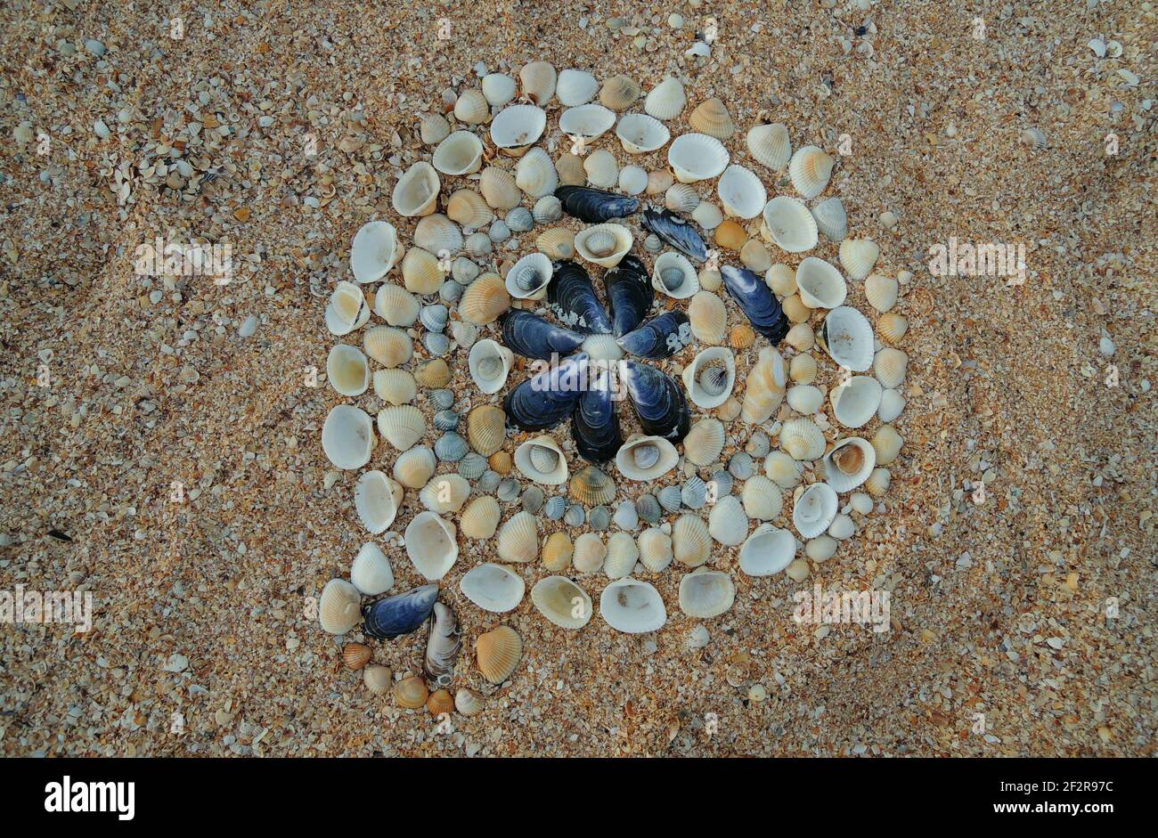 Modello di Seashells Circle fatto a mano con vista dall'alto Shell Sand Foto Stock