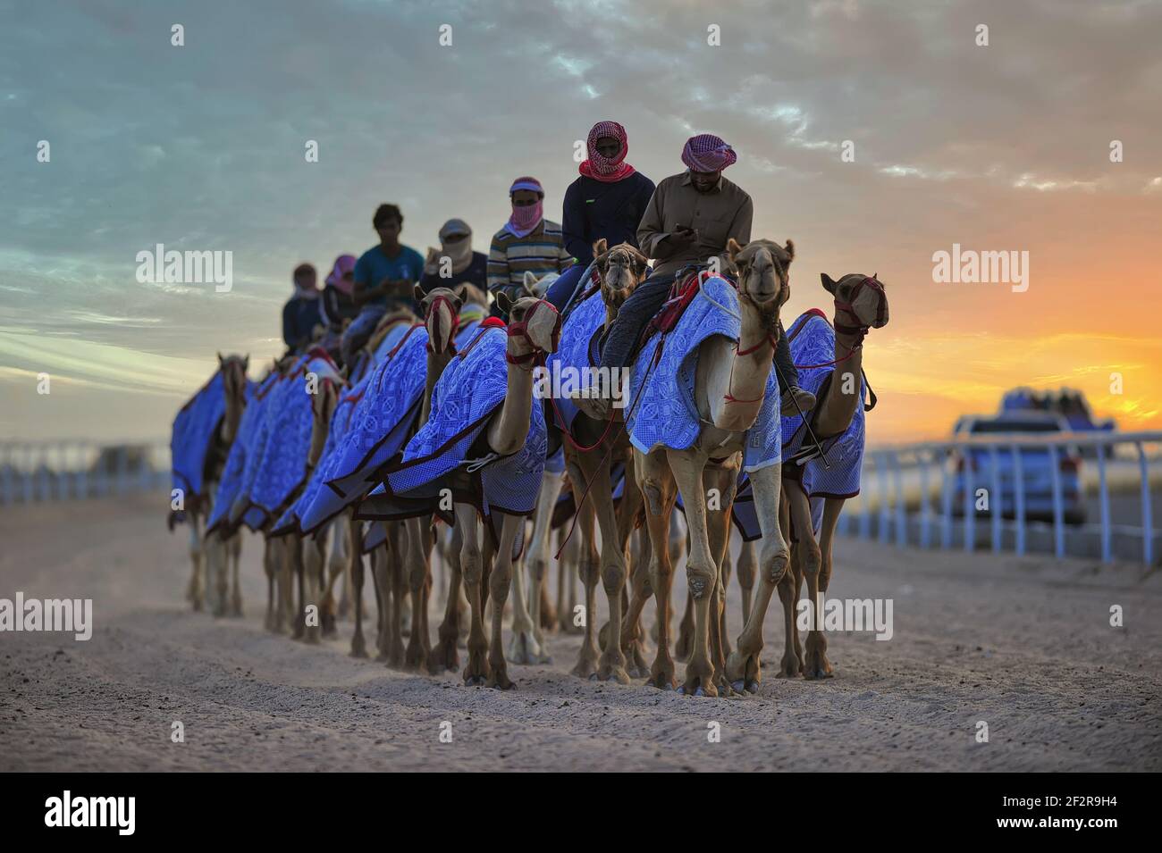 Allenati per le corse di cammelli al Shahania Camel Racing Track. Foto Stock