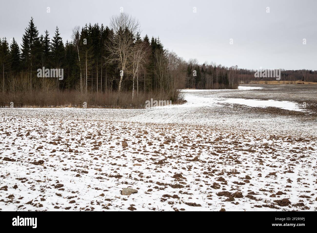 Terreno agricolo innevato nel freddo pomeriggio invernale, Lettonia Foto Stock
