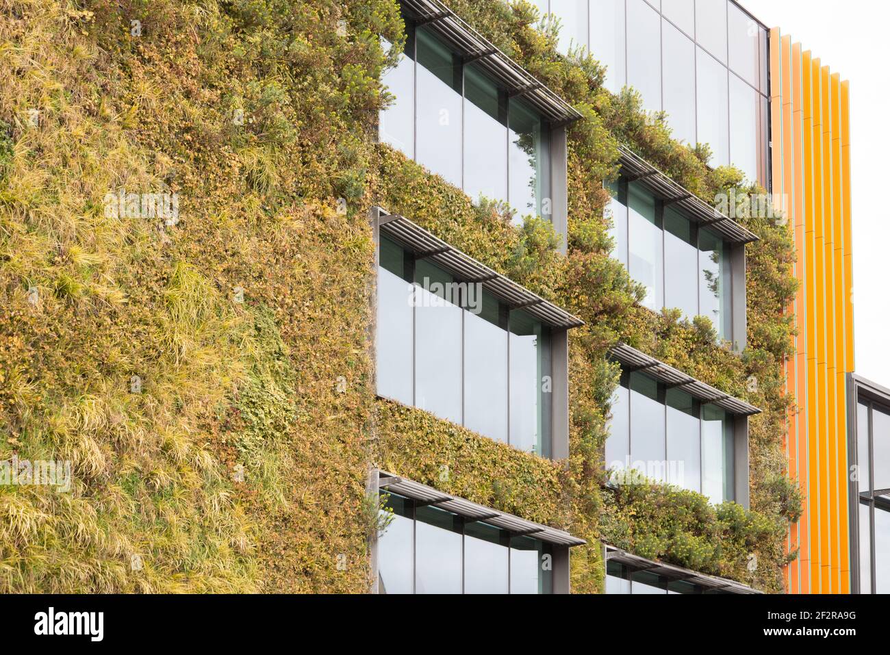 Living Green Wall Vertical Garden MTV Studios canale 5 Studios Hawley Crescent Camden Town di Jacobs Webber Biotecture Foto Stock