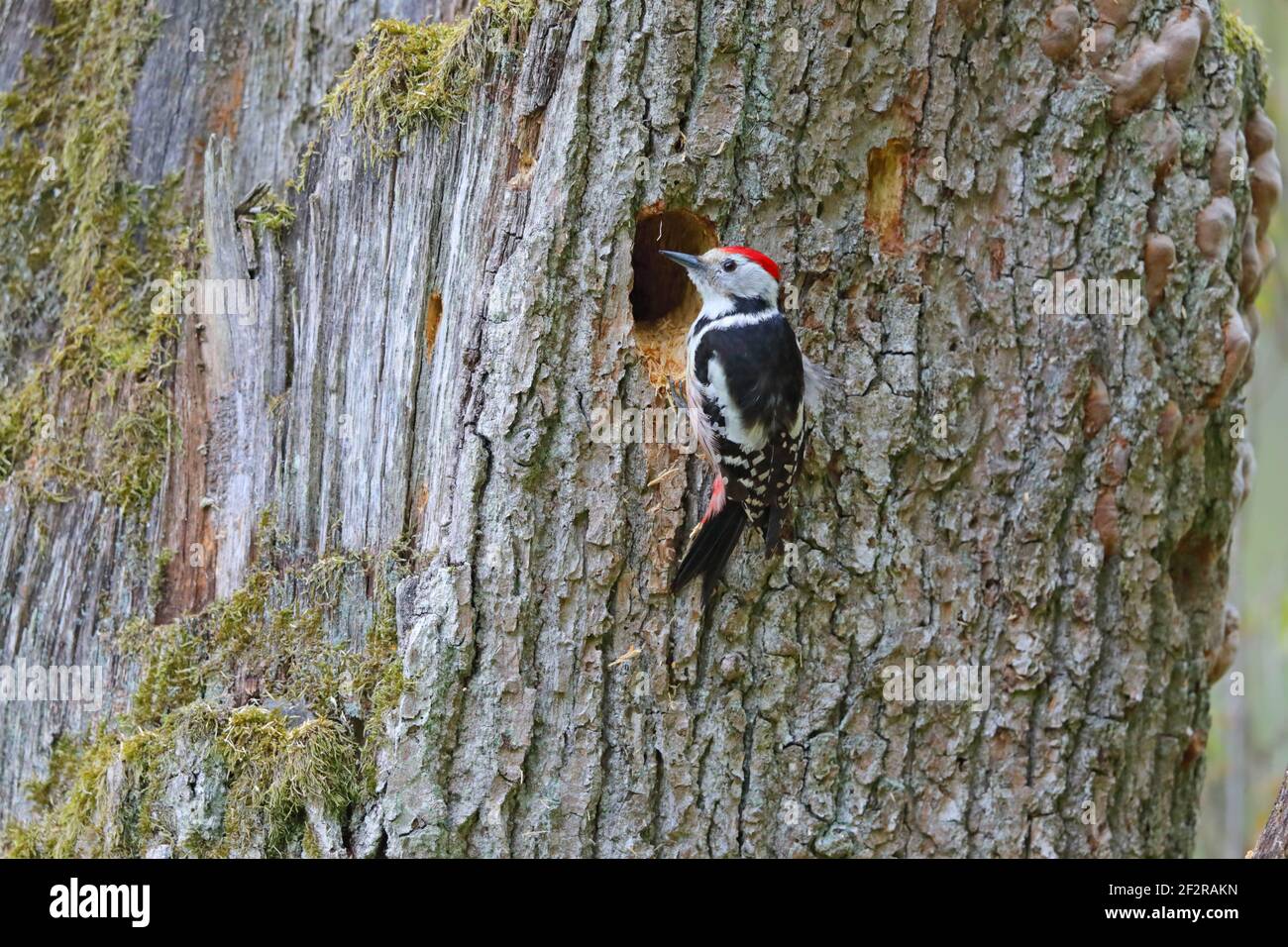 Un maschio adulto Picchio medio (Dendrocoptes medius) in un buco nido nella foresta di Bialowieza, Polonia Foto Stock
