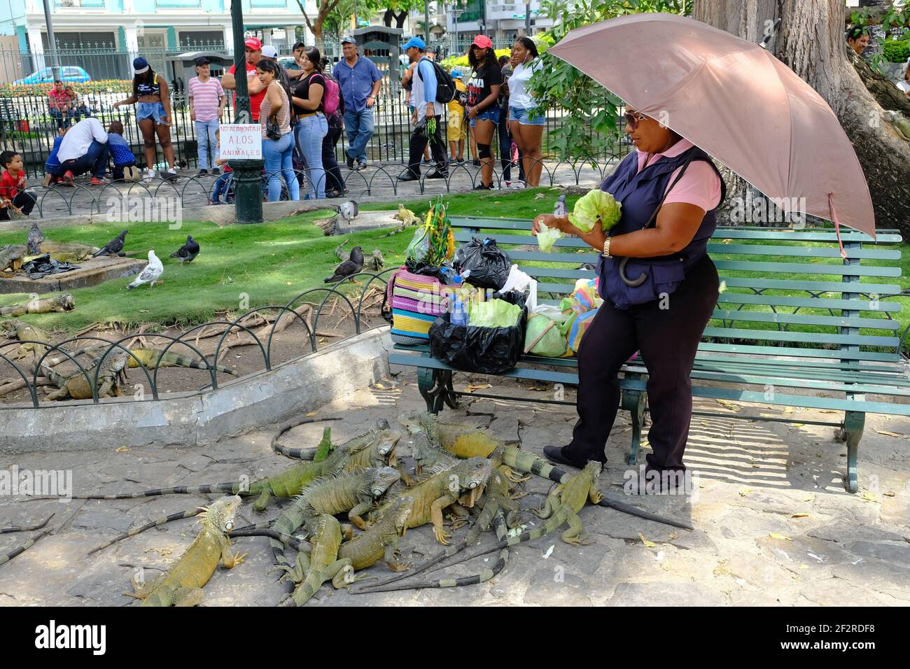 Ecuador Guayaquil - Parque Seminario con alimentazione iguane Foto Stock