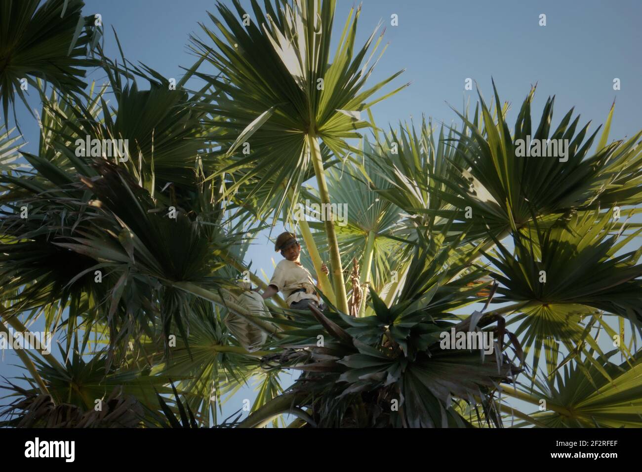 Andreas Mooy prendendo il linfa dell'albero della palma di lontar che successivamente sarebbe stato lavorato come zucchero della palma nel villaggio di Oehandi, l'isola di Rote, Indonesia. Lo zucchero di palma è una fonte alternativa di reddito per gli abitanti del villaggio che vivono nell'isola. Foto Stock