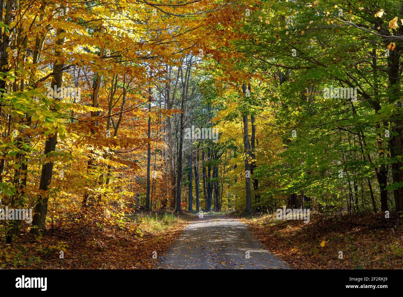 Un bel colpo di una strada attraverso la natura selvaggia su un giorno d'autunno Foto Stock