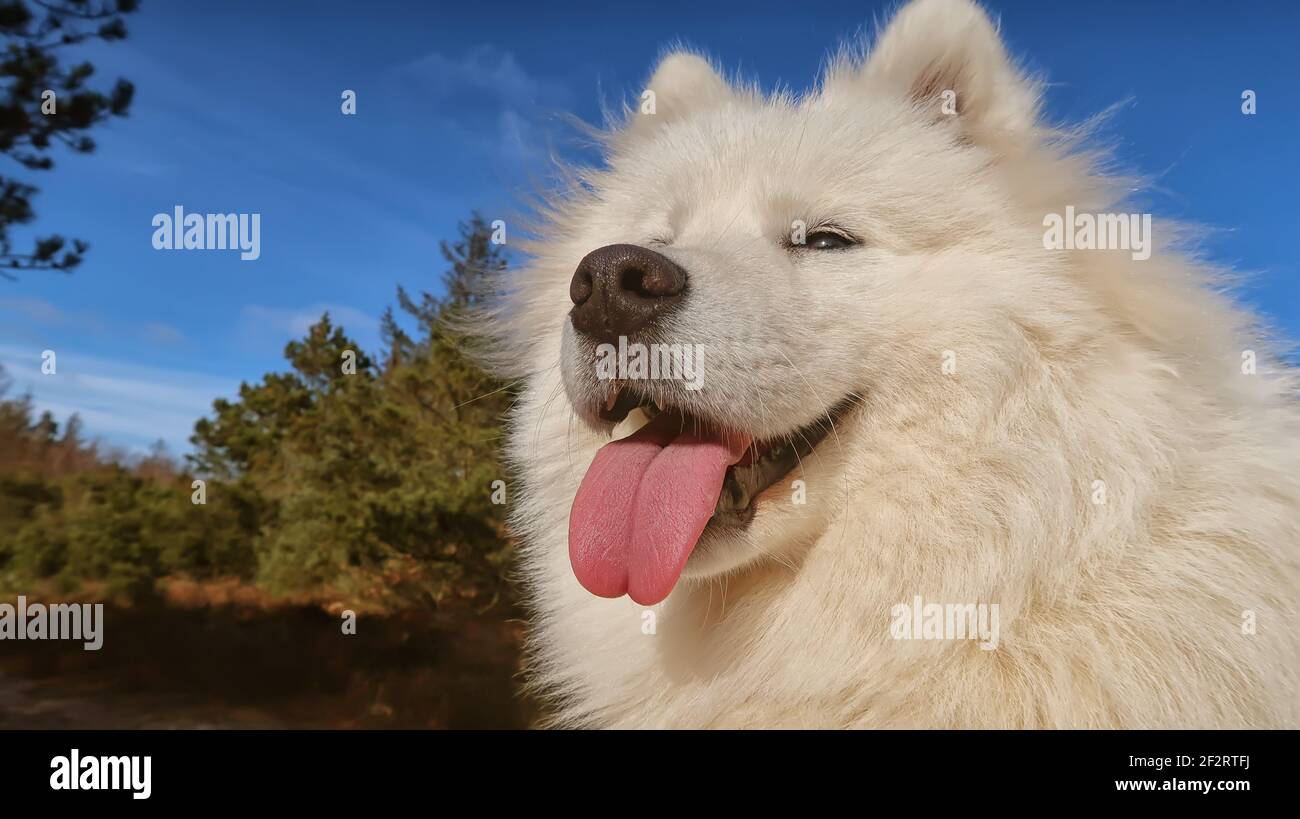 cane samoyed seduto nella foresta Foto Stock