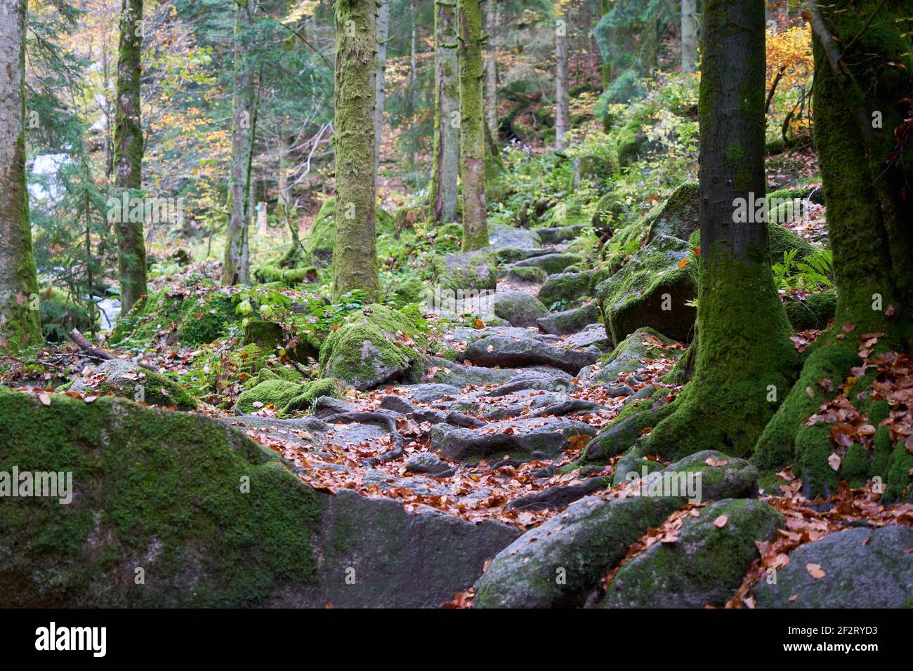 Scalini di pietra conducono la strada in su nella foresta, circondata da alberi con muschio. Germania, Foresta Nera. Foto Stock