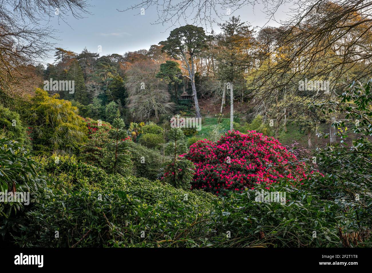 Giardino Trebah; la molla; Cornovaglia; Regno Unito Foto Stock