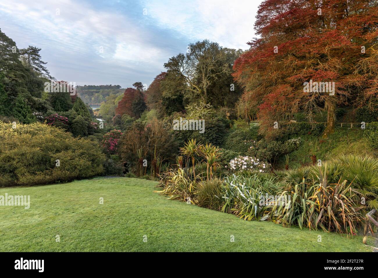 Giardino Trebah; la molla; Cornovaglia; Regno Unito Foto Stock