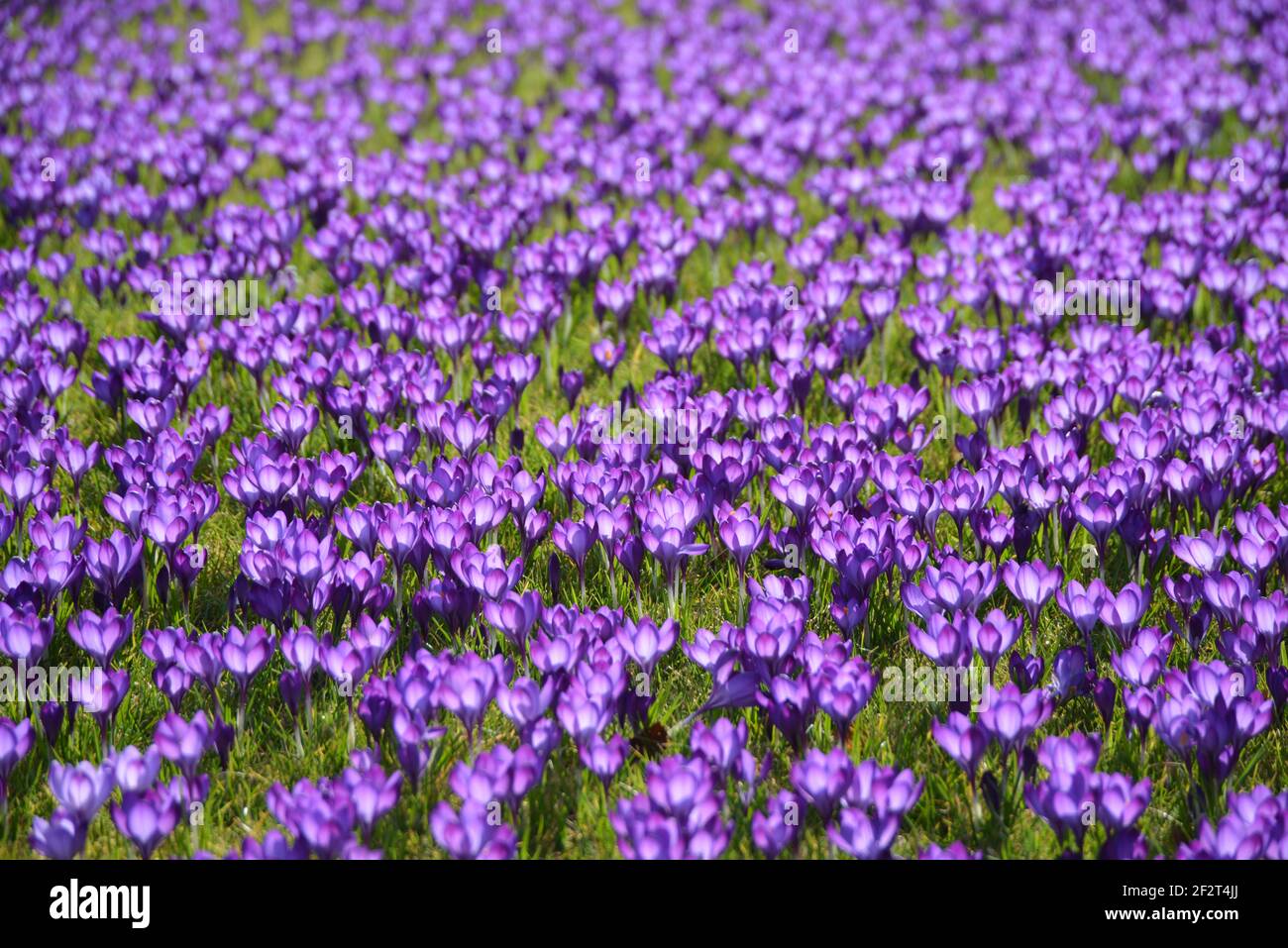 Api occupato pollinating crocus primaverili Foto Stock