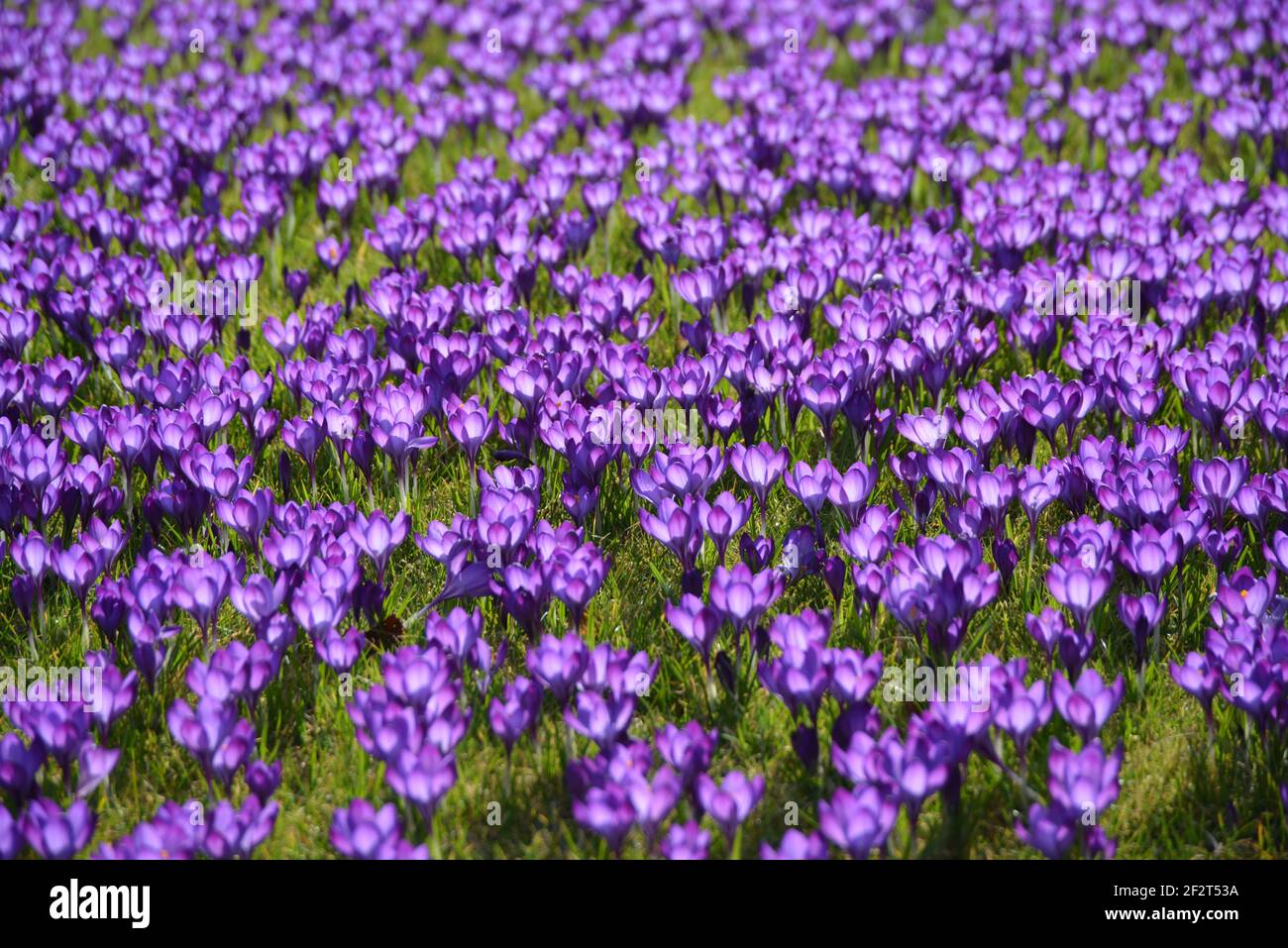 Le api indaffarate impollinano i crocus primaverili che illuminano al sole. Foto Stock
