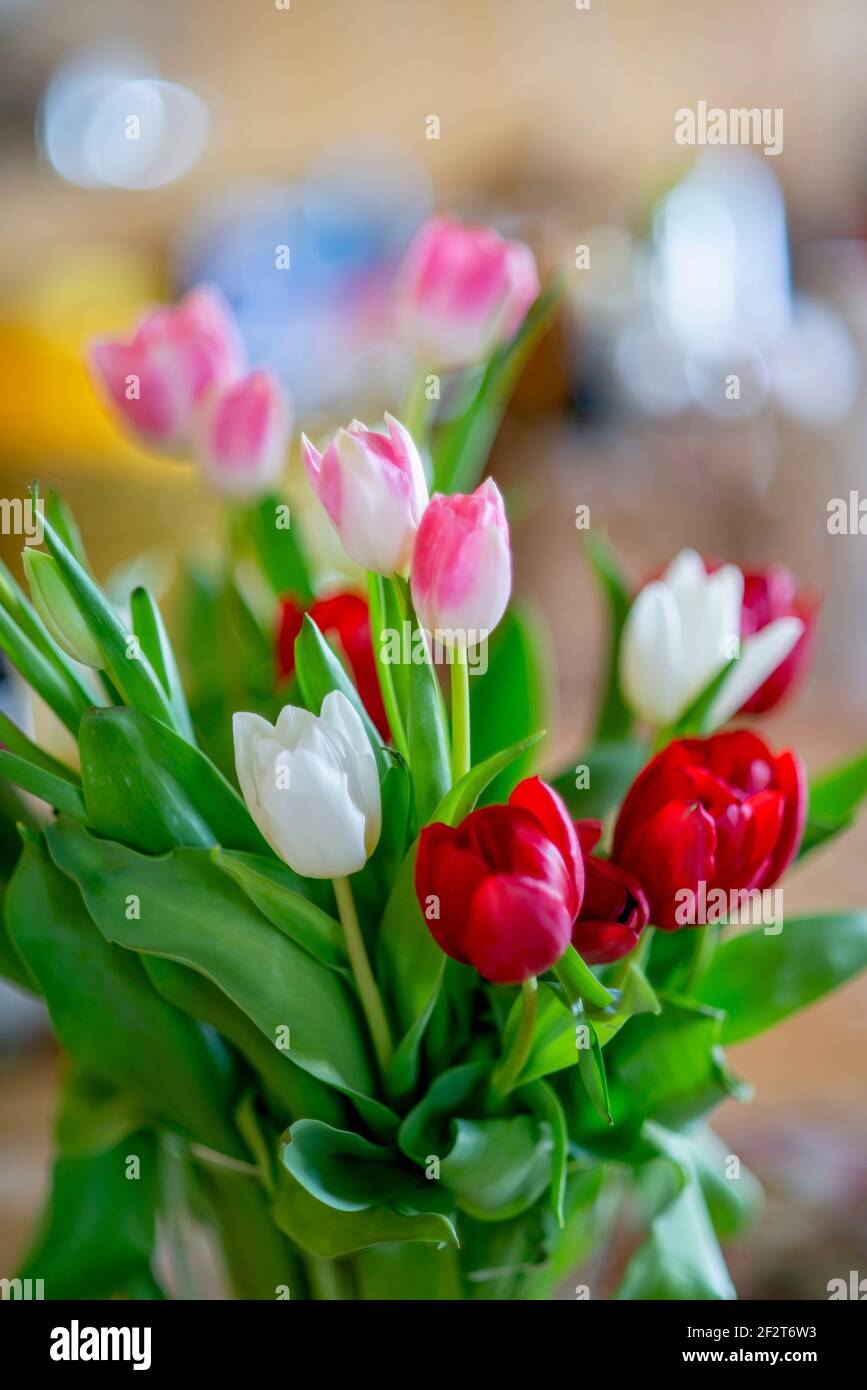 Un bouquet di tulipani colorati Foto Stock