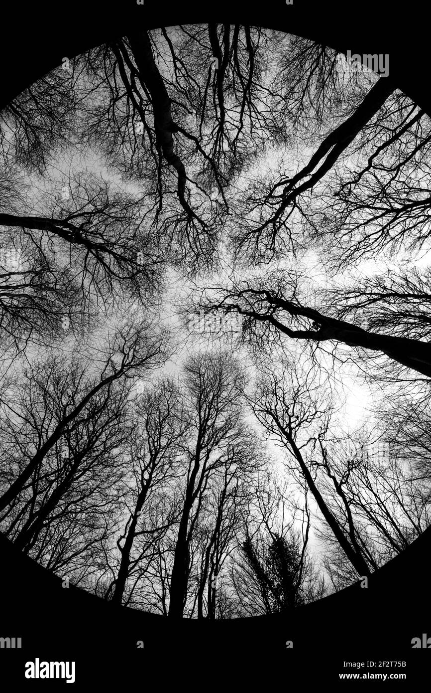 Silhouette Crown Shyness Foto Stock