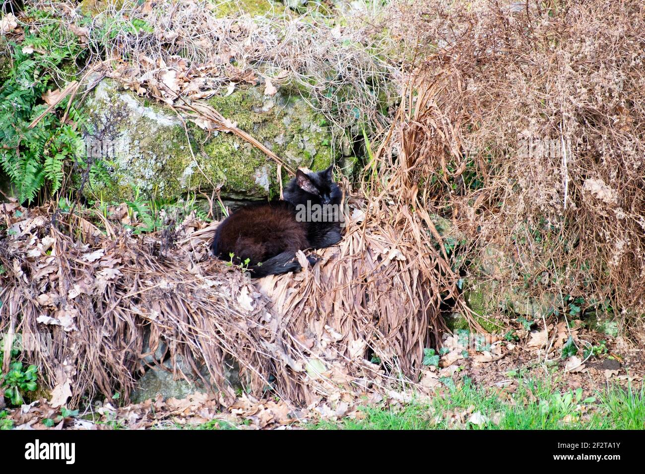 Gatto nero rilassante all'esterno seduto su foglie morte marrone e. Piante in sole invernale nel mese di febbraio giardino di roccia Galles rurale REGNO UNITO KATHY DEWITT Foto Stock