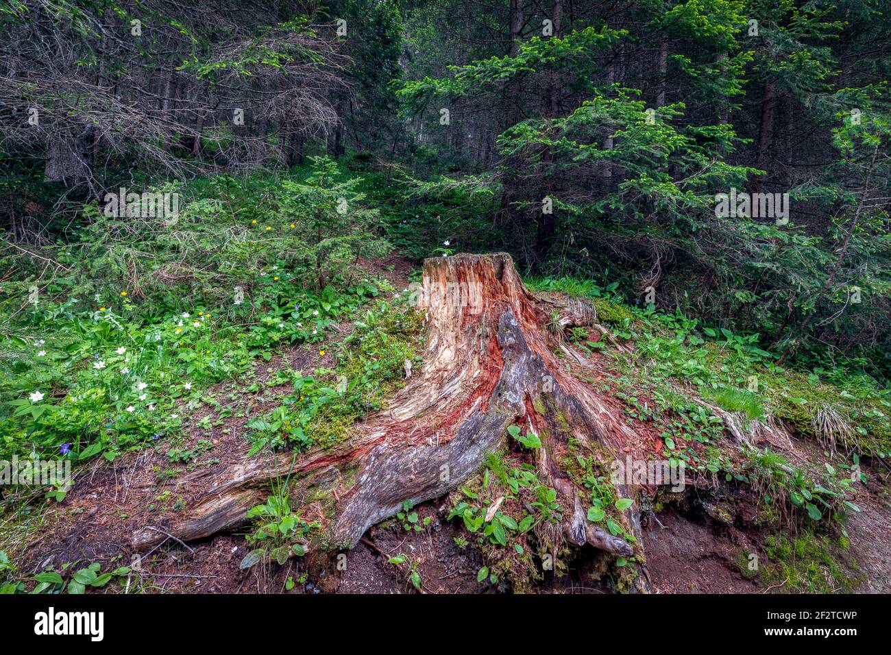 Pittoresco grumo di alberi in una radura di foresta con fiori dentro una foresta profonda Foto Stock Pittoresco grumo di alberi in una radura di foresta con fiori dentro una foresta profonda Foto Stock