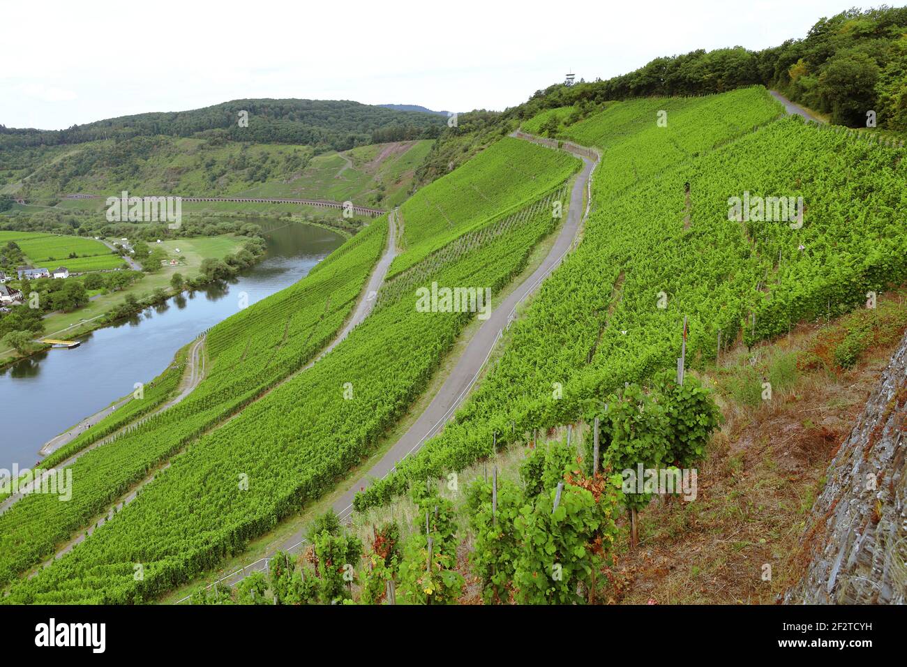 Vigneti della Mosella Foto Stock