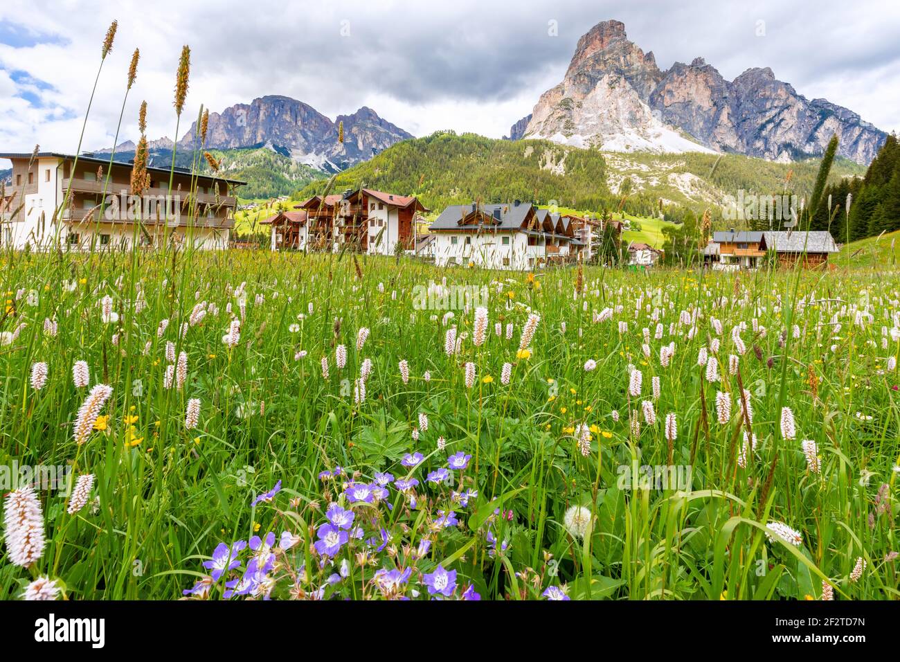 Bel prato alpino con una varietà di fiori selvatici in Le Alpi italiane Foto Stock