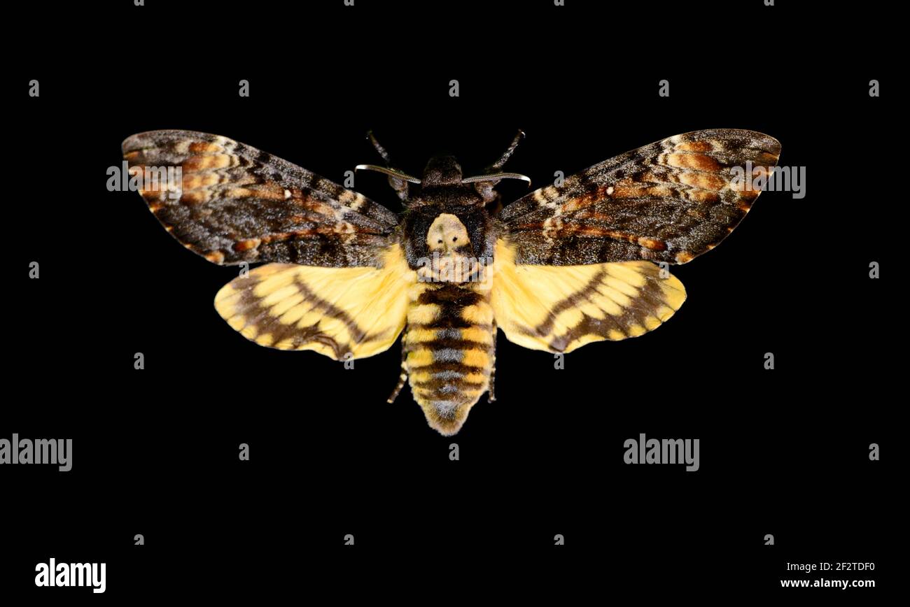 La testa della morte africana falkmoth grande farfalla su sfondo nero Foto Stock