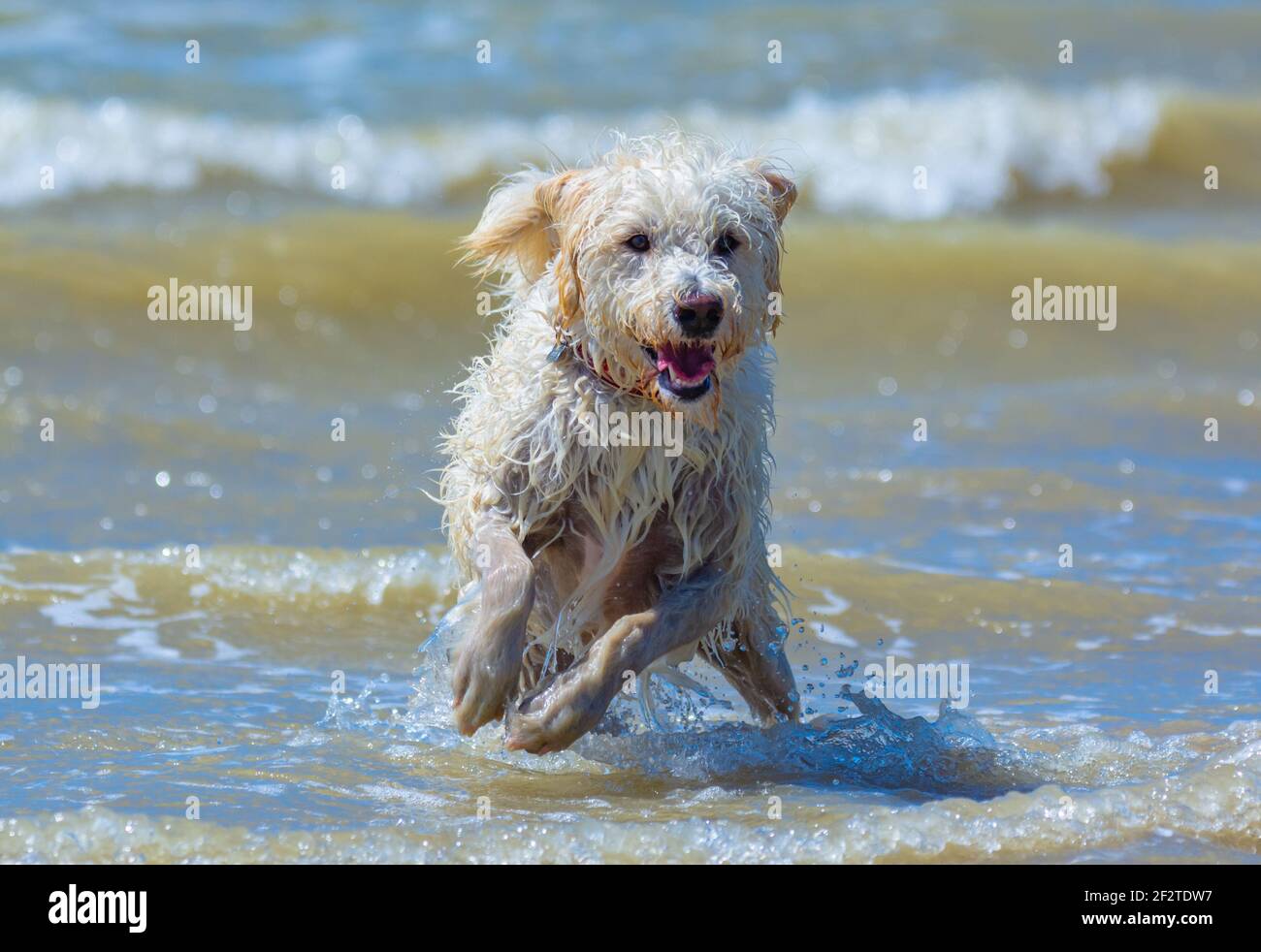 Cane labradoodle maschio bianco (Canis lupus familiaris) che corre su una spiaggia e l'oceano dopo essere uscito dal mare in una giornata calda, nel Regno Unito. Foto Stock