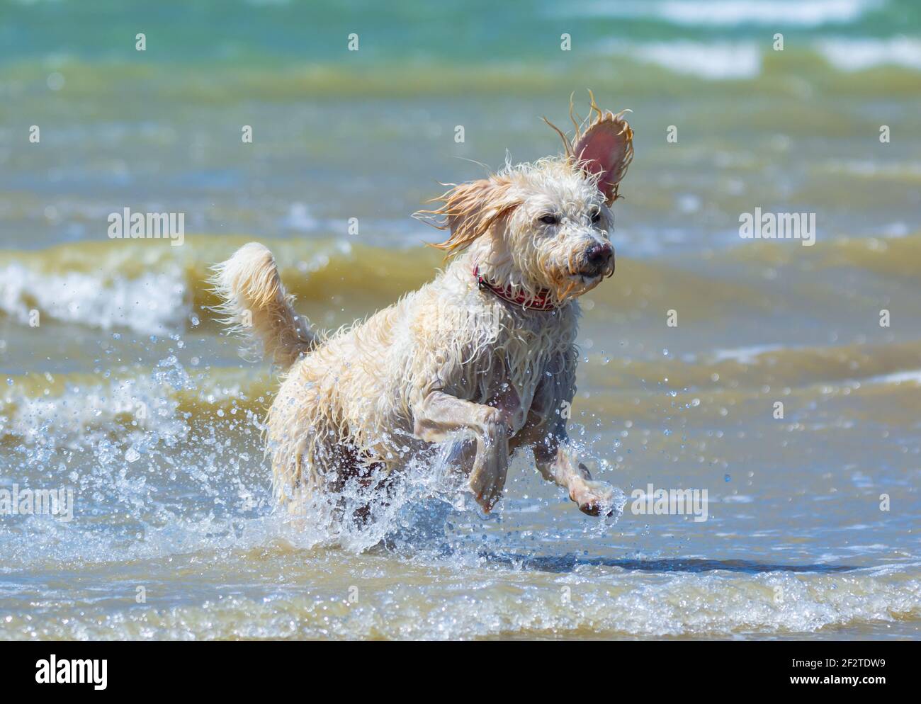 Cane labradoodle maschio bianco (Canis lupus familiaris) che corre su una spiaggia e l'oceano dopo essere uscito dal mare in una giornata calda, nel Regno Unito. Foto Stock