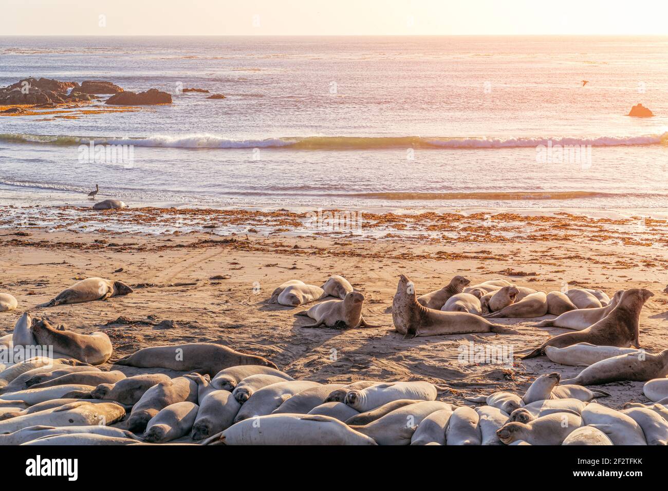 Elefante foche dormire sulla spiaggia a Elephant Seal Vista Point, San Simeon, California, Stati Uniti Foto Stock