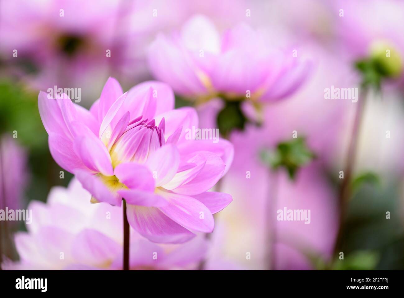 Dahlia 'Ocean Bird'. Dahlia decorativa, fiori doppi pinkish-purple Foto Stock